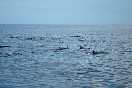 Les dauphins à Grande Rivière Noire