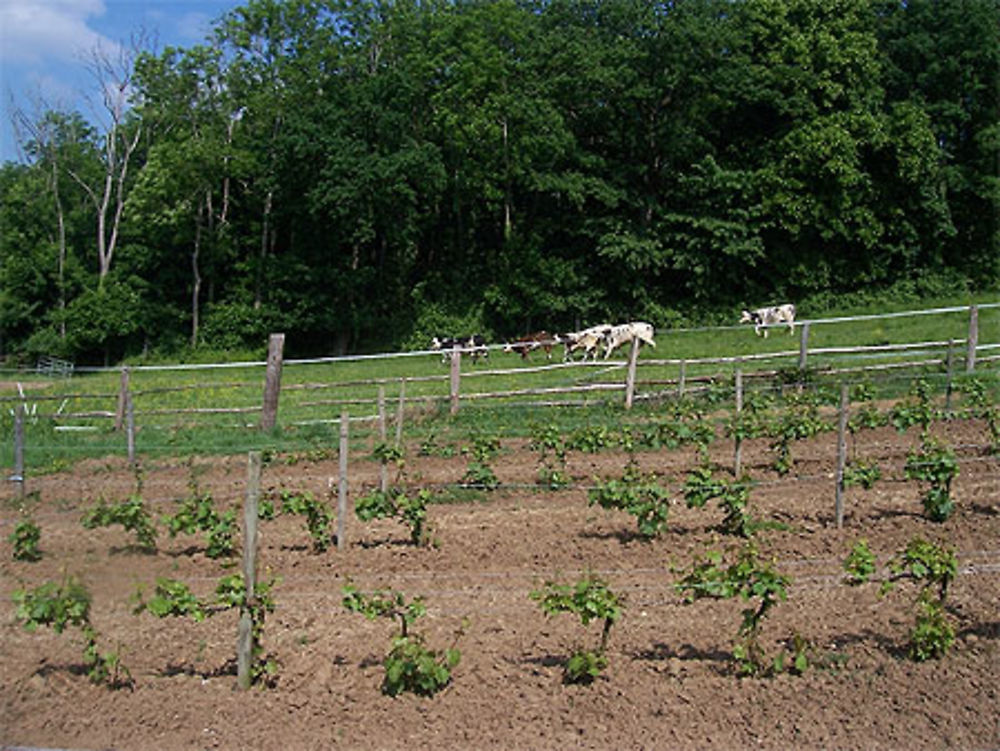 Vin en Calvados: Cesny aux Vignes