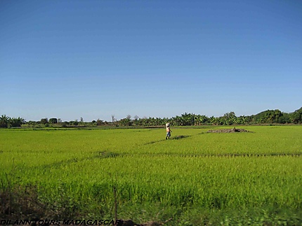 Les rizières verdoyantes du Sud Ouest