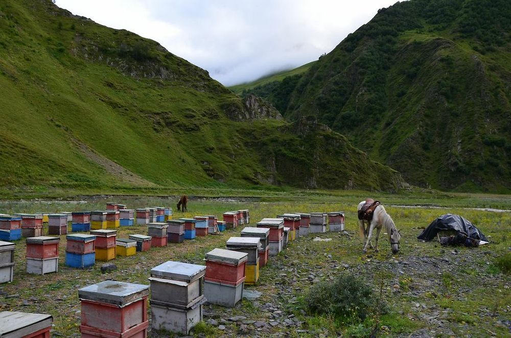 Ruches de Djaba en bas de Djuta