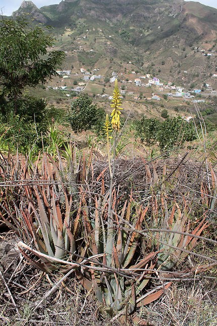 Plante Aloe vera devant Campinho