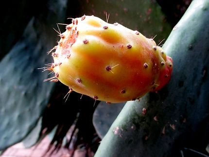 Cactus à Malia, Héraklion