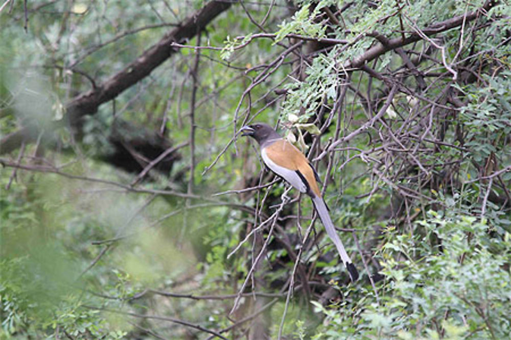 Un oiseau commun en Inde