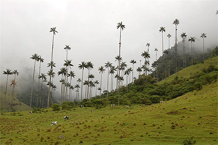 Parc de Cocora Parc de Cocora