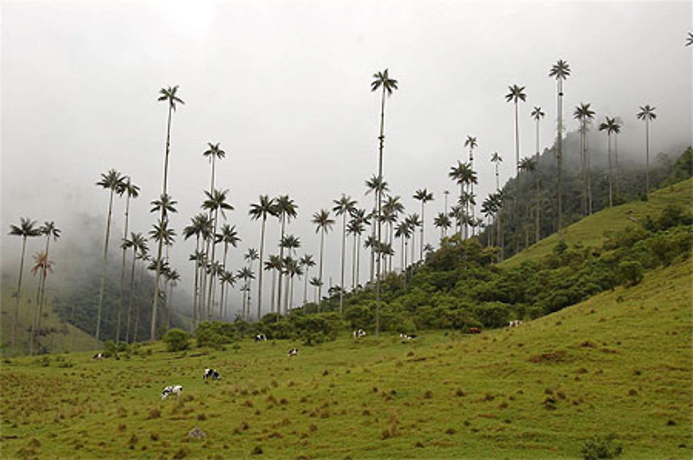 Parc de Cocora