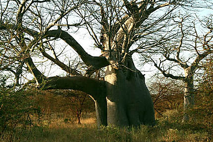 Baobab millénaire Sénégal