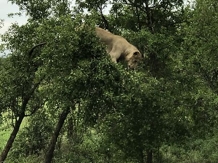 Jeune lion apeuré en haut d’un petit arbre
