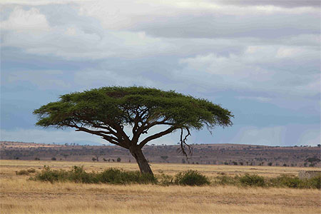 Amboseli Amboseli