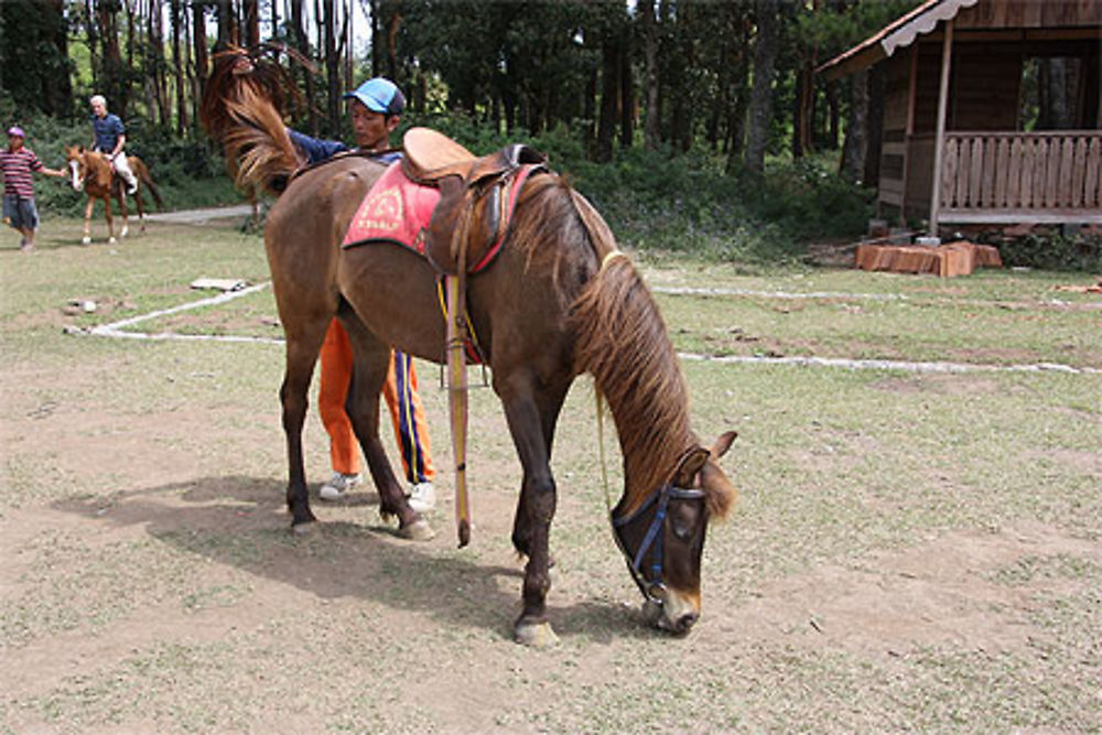 La visite des temples peut se faire à cheval