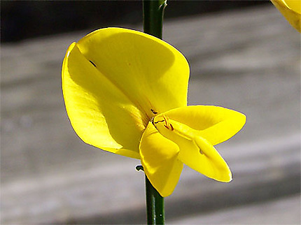 Fleur de genêt
