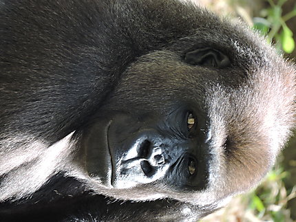 Portrait de gorille