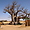 Baobab symbole du Sénégal
