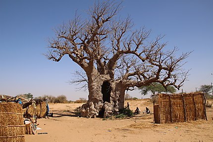 Baobab symbole du Sénégal