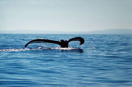 "DIVING HUMPBACK WHALE"