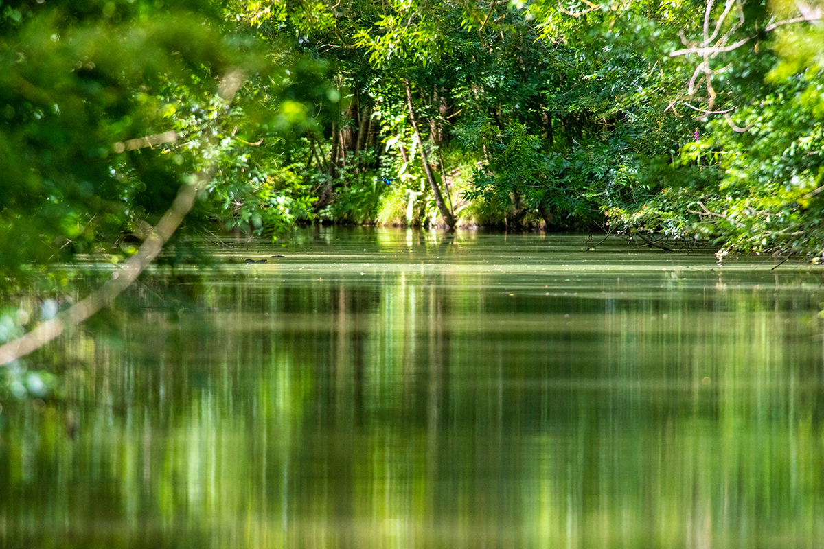 Le marais poitevin sauvage Le marais poitevin sauvage