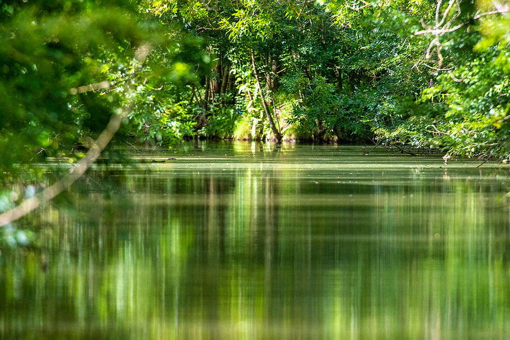 Le marais poitevin sauvage