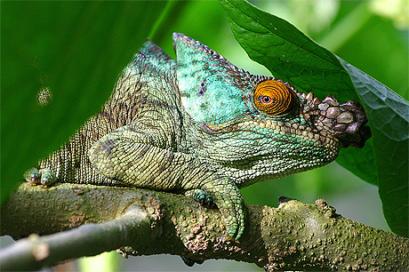 Caméléon Caméléon
