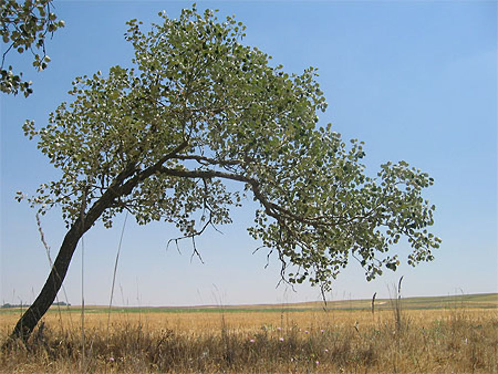 Campagne à Revellinos