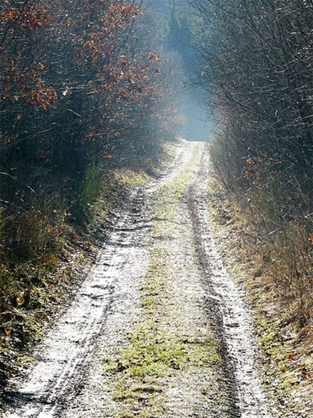 Chemin forestier