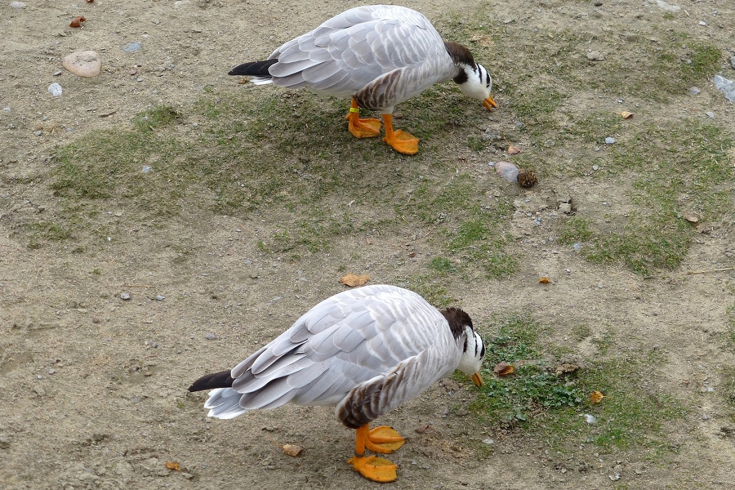 Pas de deux : Oiseaux : Animaux : Zoo sauvage de Saint ...