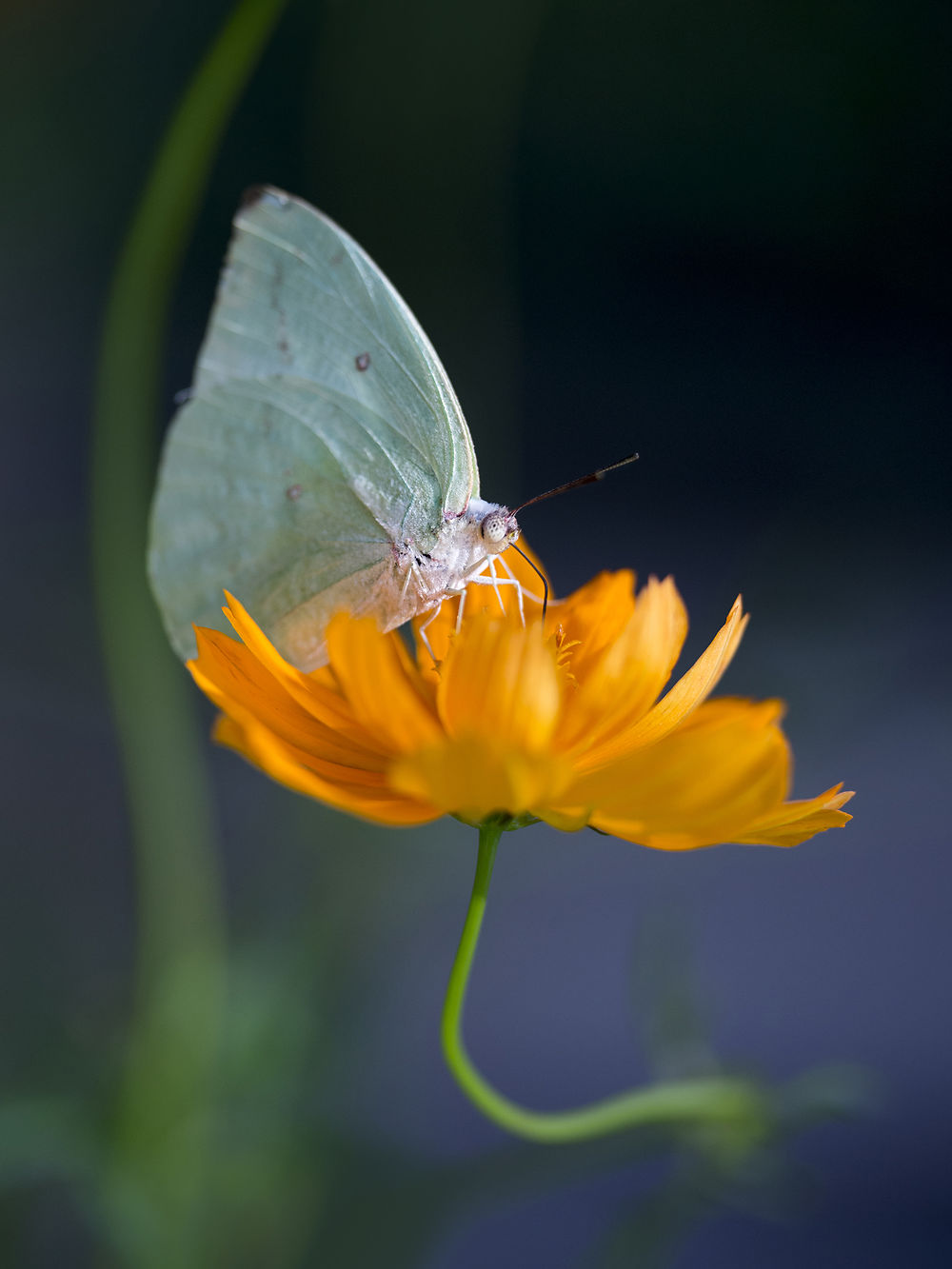 Butterfly park de Kuala Lumpur