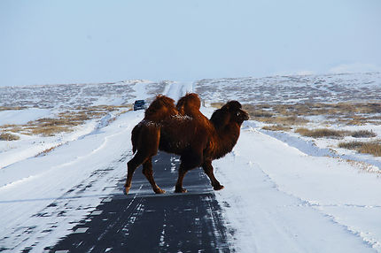 Promeneur des steppes, Mongolie