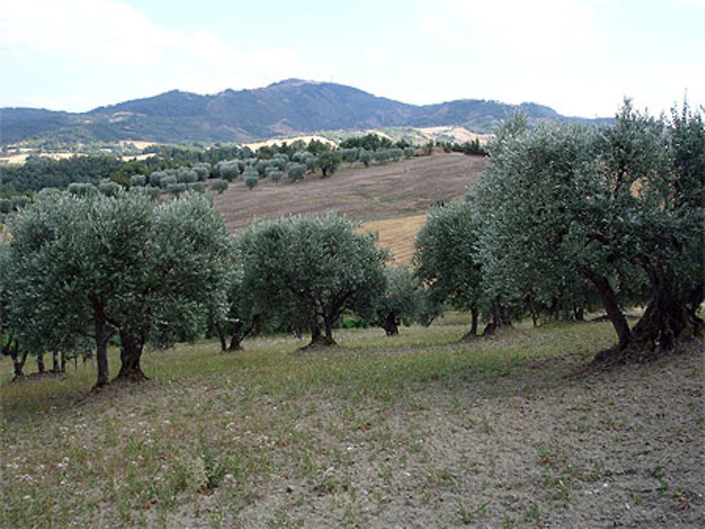 Les champs d'oliviers dans la vallée de Bisaccia