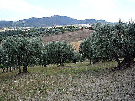 Les champs d'oliviers dans la vallée de Bisaccia