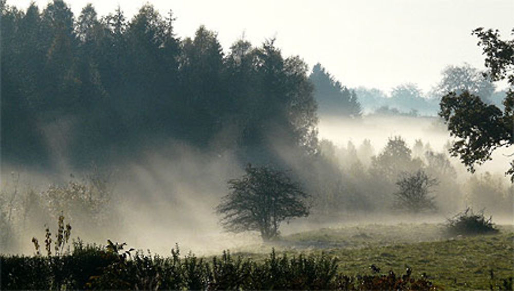 Brumes matinales