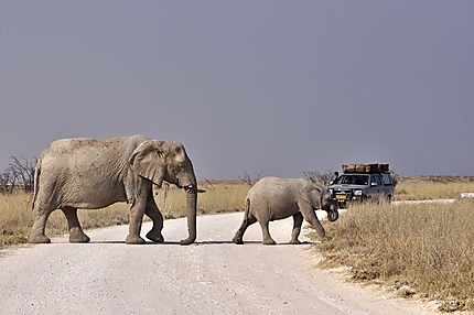 Des éléphants traversent le chemin