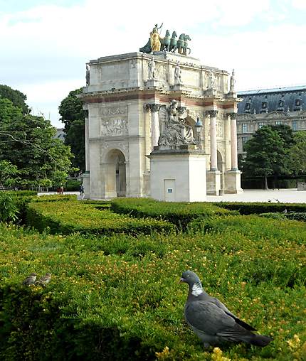 Le pigeon du Louvre
