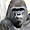 Gorille au zoo de Berlin