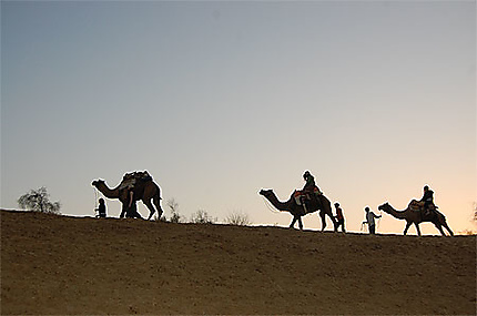 Safari en chameau Bikaner