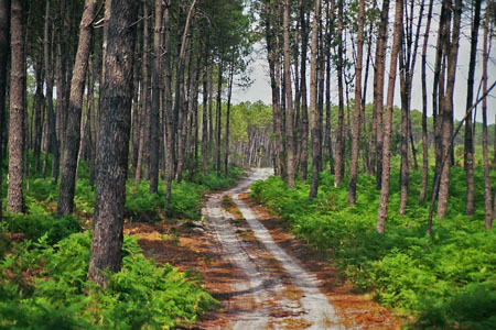 Massif forestier landais Massif forestier landais