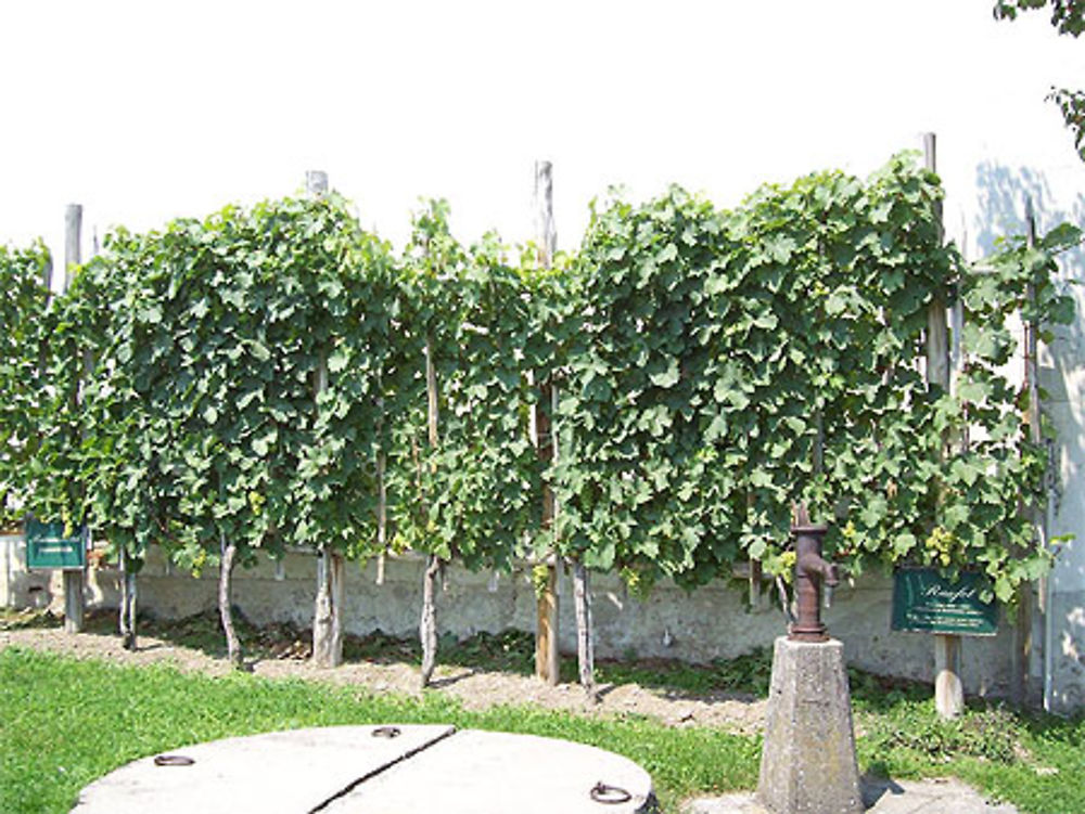 Une vigne antique