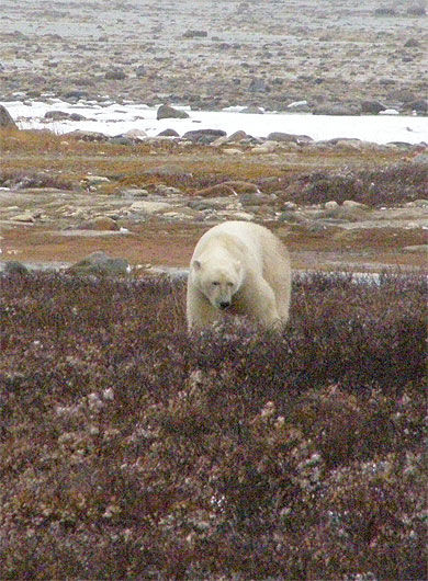 Observation des ours polaires