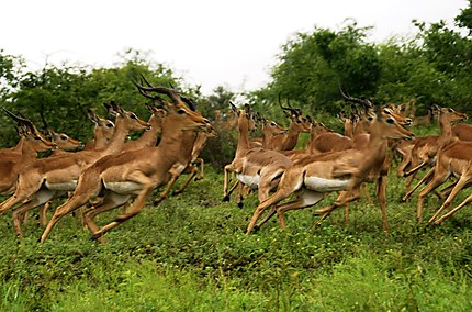 Impalas en fuite