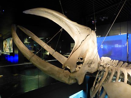 Squelette de baleine à Donostia