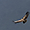 Le vol du condor