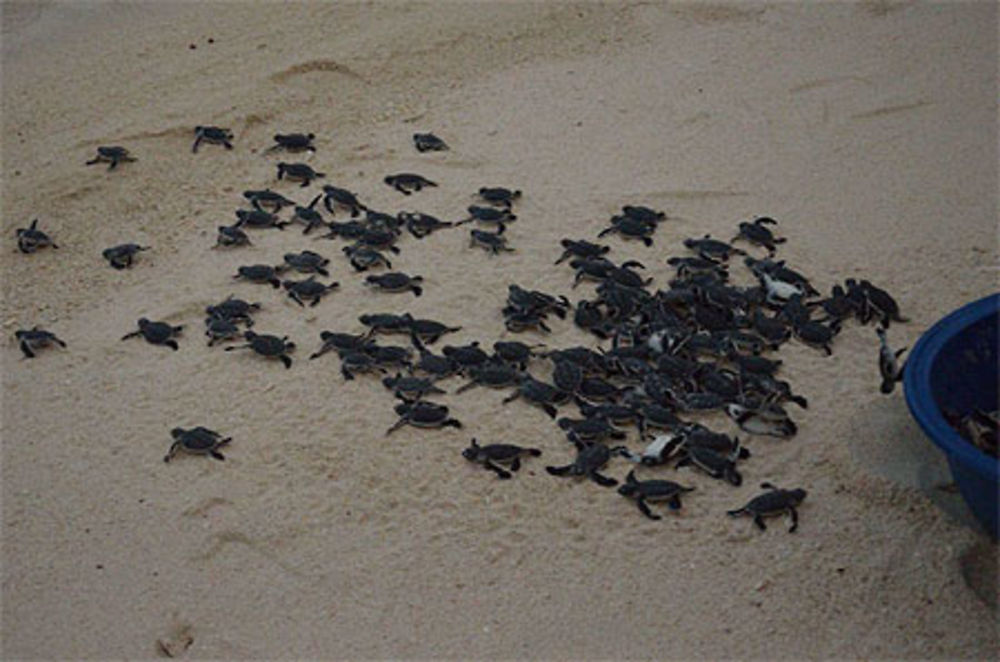 Bébés tortues