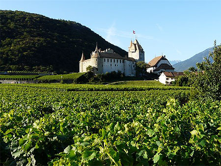 Château d'Aigle au milieu des vignes Château d'Aigle au milieu des vignes