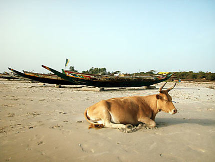 Vache au repos sur la plage