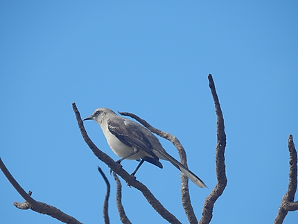Oiseau à Chichiriviche