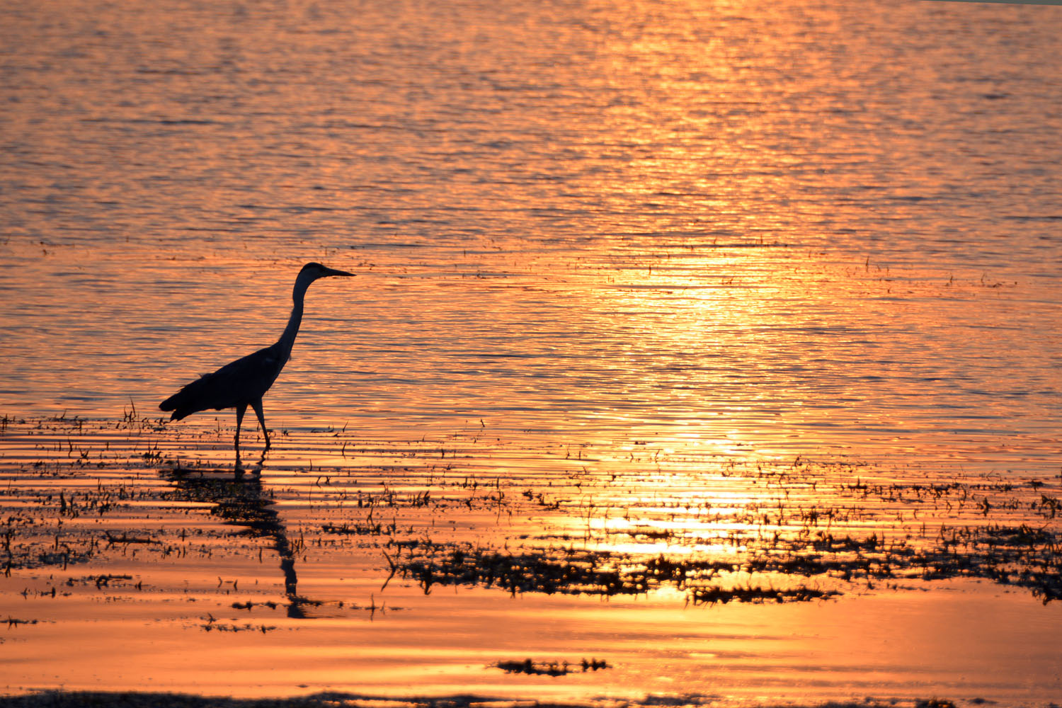Fin de journée au Lac Kariba Fin de journée au Lac Kariba
