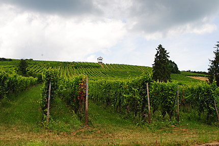 La route des vins