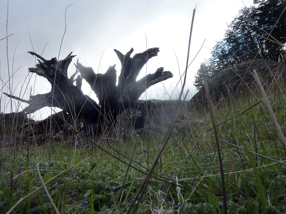 Arbre mort de Patagonie