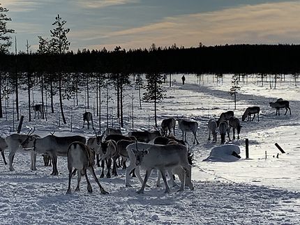 Visite d’une ferme de rennes en Finlande