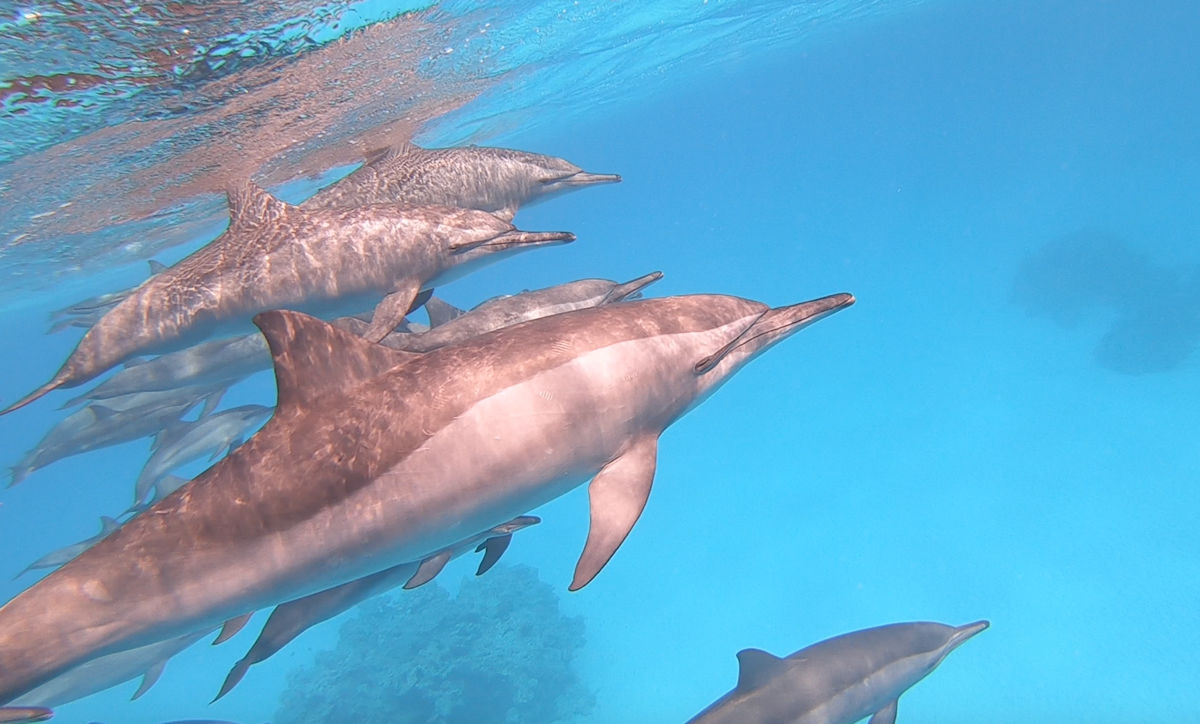 Rencontre des dauphins de Sataya