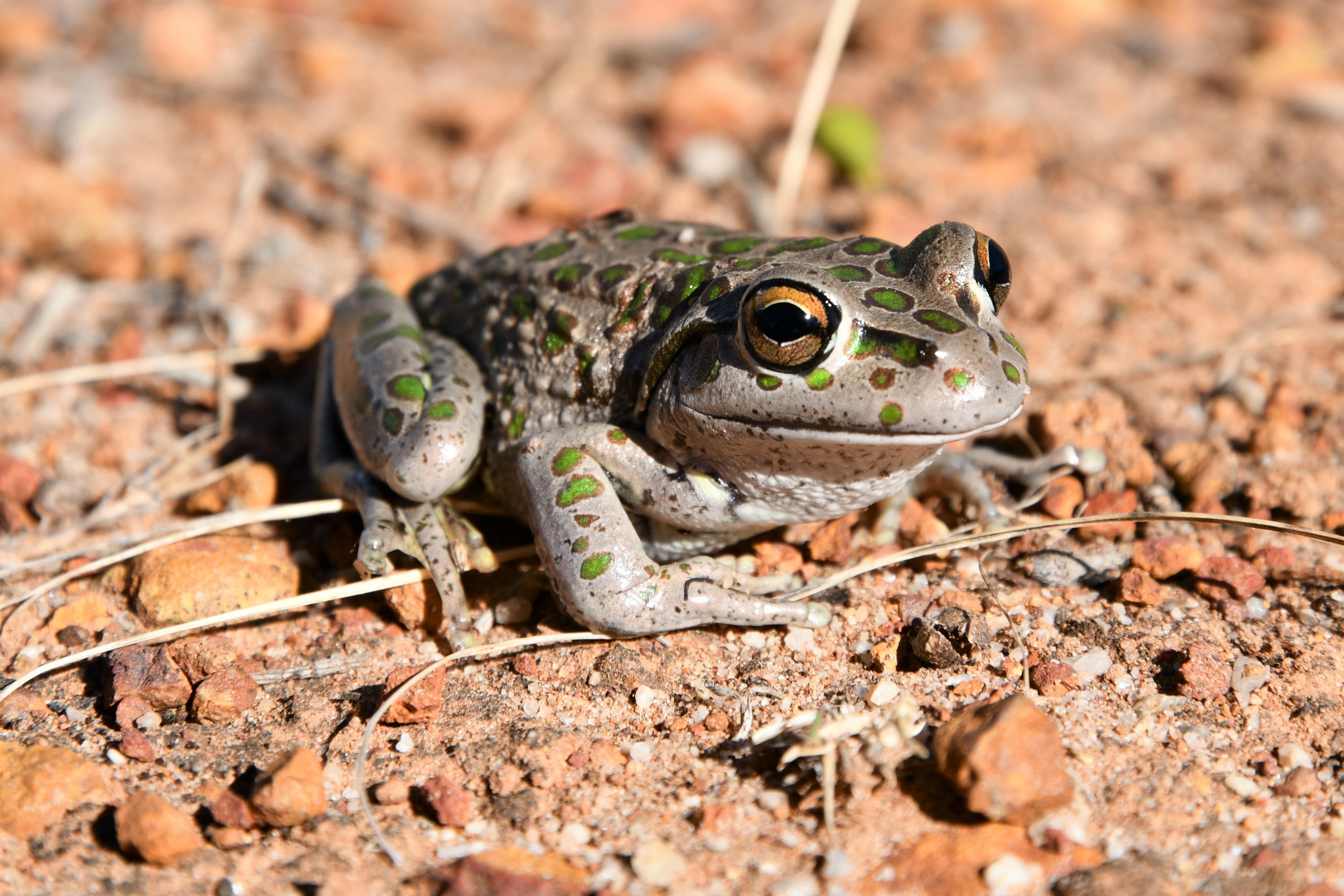 Motorbike Frog Motorbike Frog