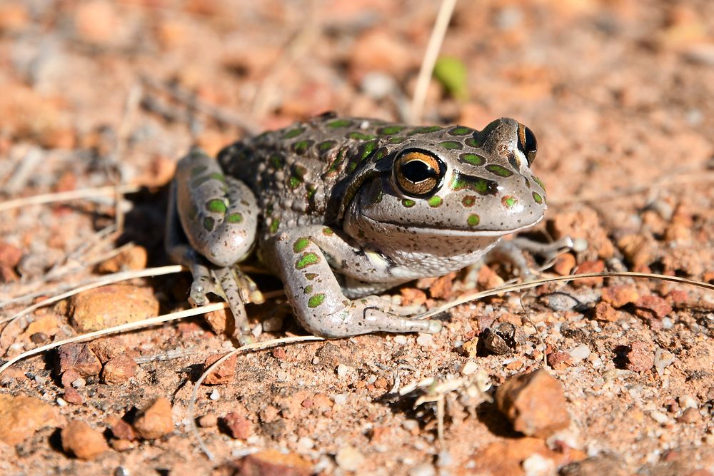 Motorbike Frog